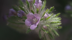 Phacelia cryptantha