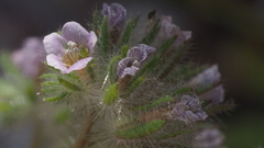 Phacelia cryptantha