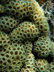 Palythoa caribaeorum