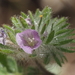 Hiddenflower Phacelia - Photo (c) Fred Melgert / Carla Hoegen, some rights reserved (CC BY-NC), uploaded by Fred Melgert / Carla Hoegen