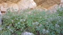 Phacelia cryptantha