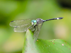 Micrathyria ocellata