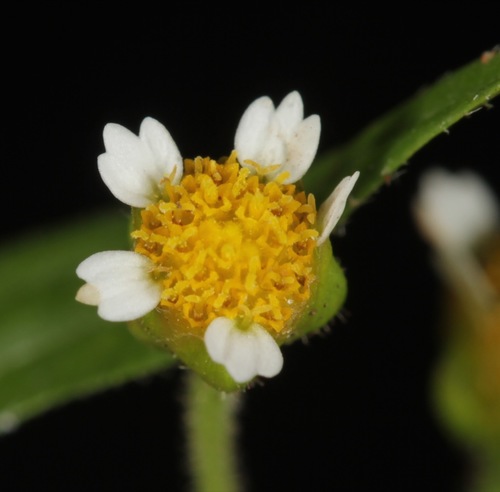 Galinsoga parviflora var. parviflora