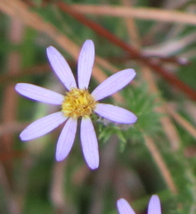 Ionactis repens