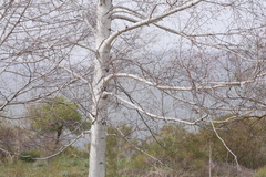 no rights reserved Betula pendula pendula