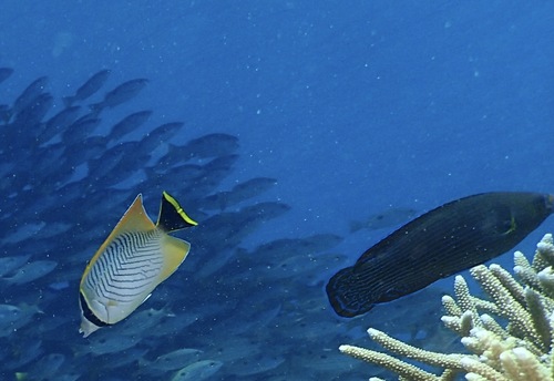 Tubelip wrasse (Labrichthys unilineatus) — Labridae — 5