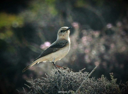 Western Black-eared Wheatear