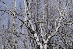 no rights reserved Betula pendula pendula