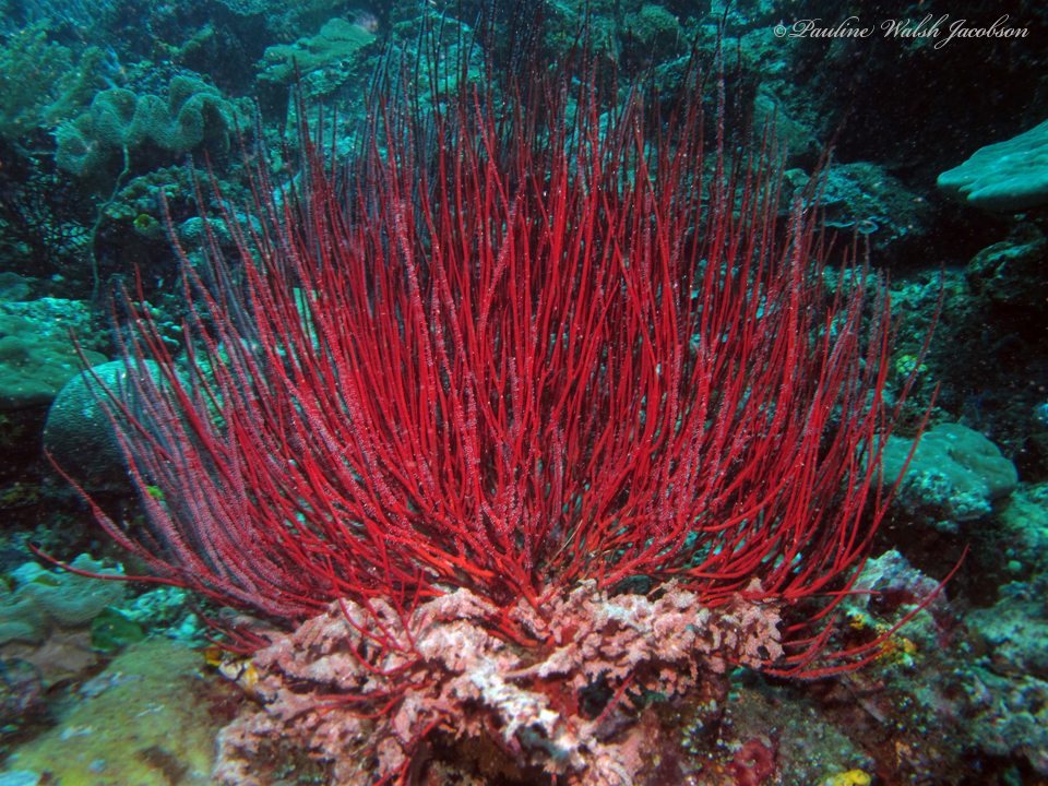 Ellisella ceratophyta