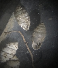 Gastrocopta armifera