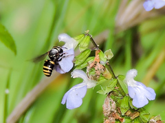 Hypanthidium mexicanum