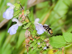 Hypanthidium mexicanum