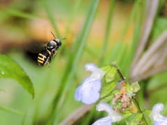 Hypanthidium mexicanum