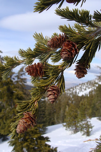 mountain hemlock