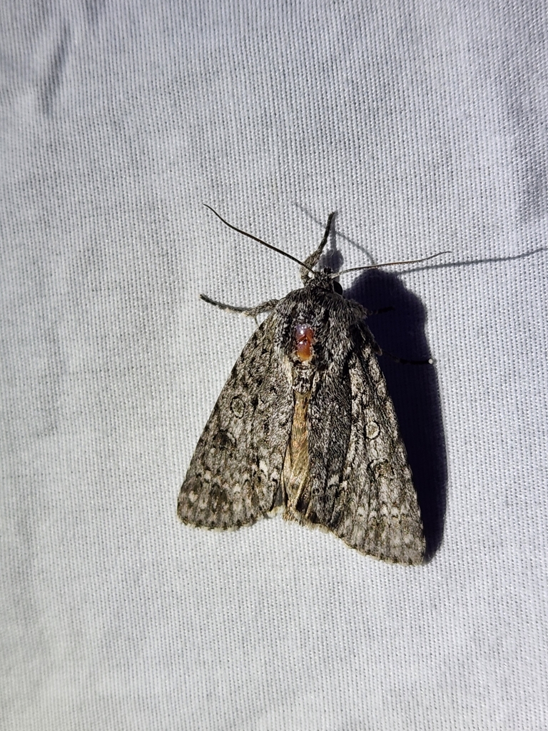 Powdered Dagger from Hollister, NC 27844, USA on April 11, 2023 at 09: ...