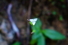 Ponthieva ventricosa