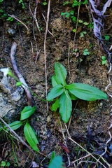 Ponthieva ventricosa