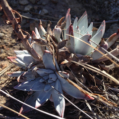 Dudleya greenei