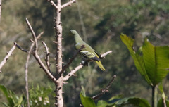 Treron teysmannii