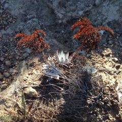 Dudleya greenei