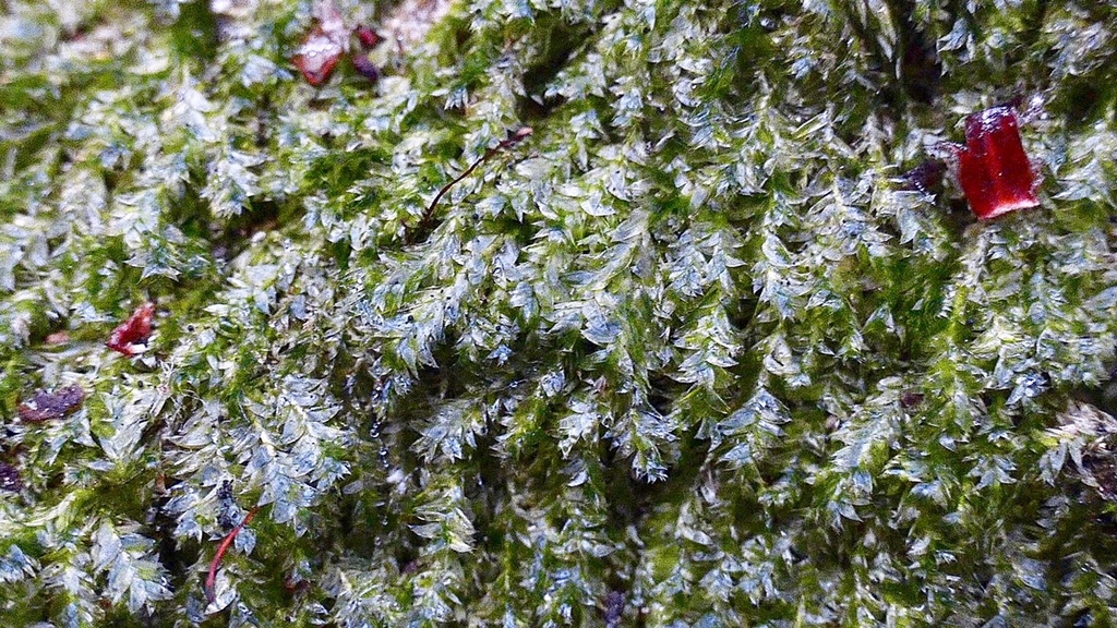 Plagiothecium rossicum