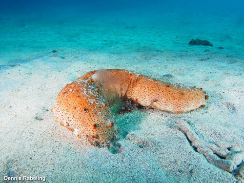 Holothuria arguinensis Koehler & Vaney, 1906