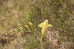 Freesia refracta
