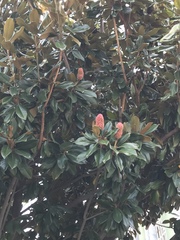 Magnolia