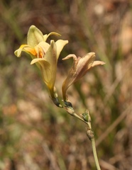 Freesia refracta