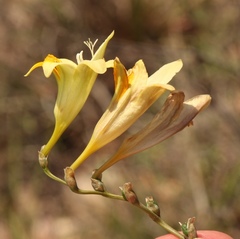 Freesia refracta