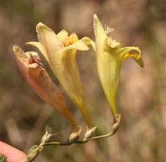 Freesia refracta