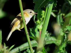 Polystictus pectoralis