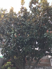 Magnolia