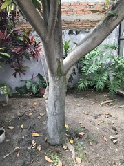 Magnolia