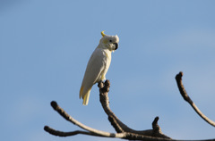 Cacatua sulphurea