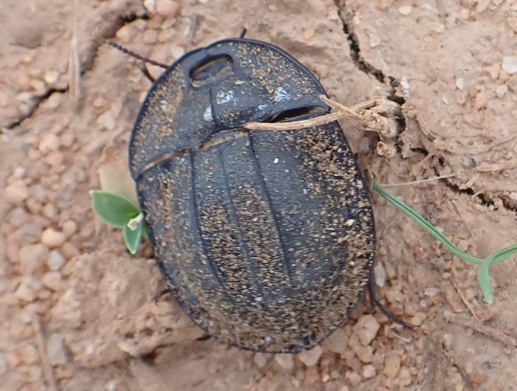 Piedish Beetles from Booralaming WA 6475, Australia on April 09, 2023