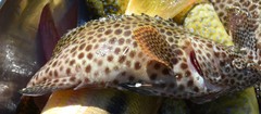Epinephelus spilotoceps