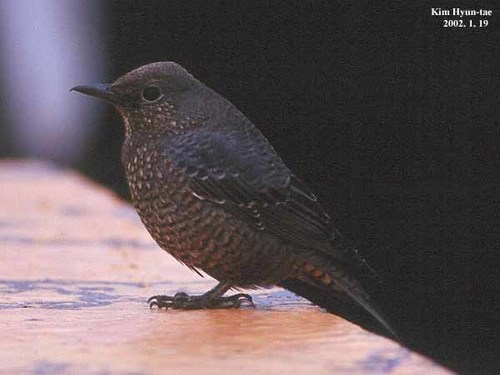 Blue Rock-Thrush