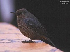 Blue Rock Thrush photo 6