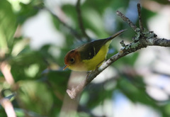 Phylloscopus montis
