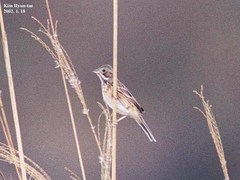 Emberiza fucata