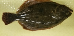 Paralichthys
