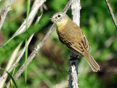 Polystictus pectoralis