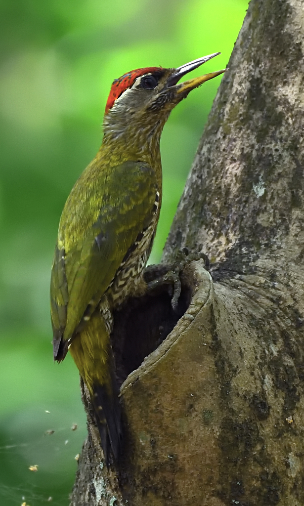 Streak-throated Woodpecker photo