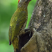Streak-throated Woodpecker - Photo (c) sunnyjosef, some rights reserved (CC BY), uploaded by sunnyjosef