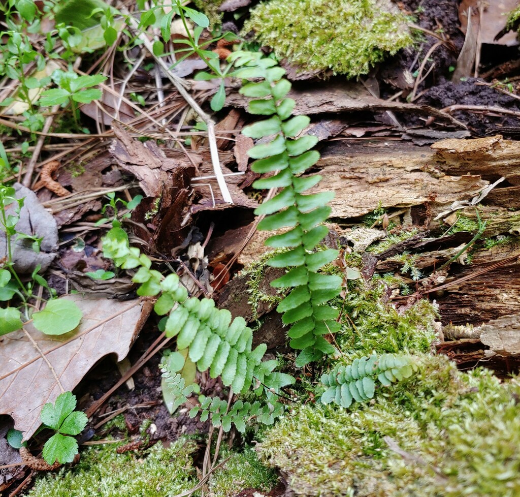 Ebony Spleenwort From Mountain Park GA USA On April 13 2023 At 11 35