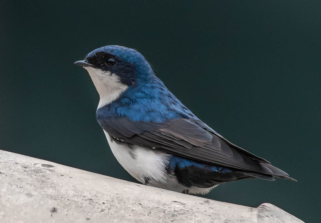 Blue-and-white Swallow photo