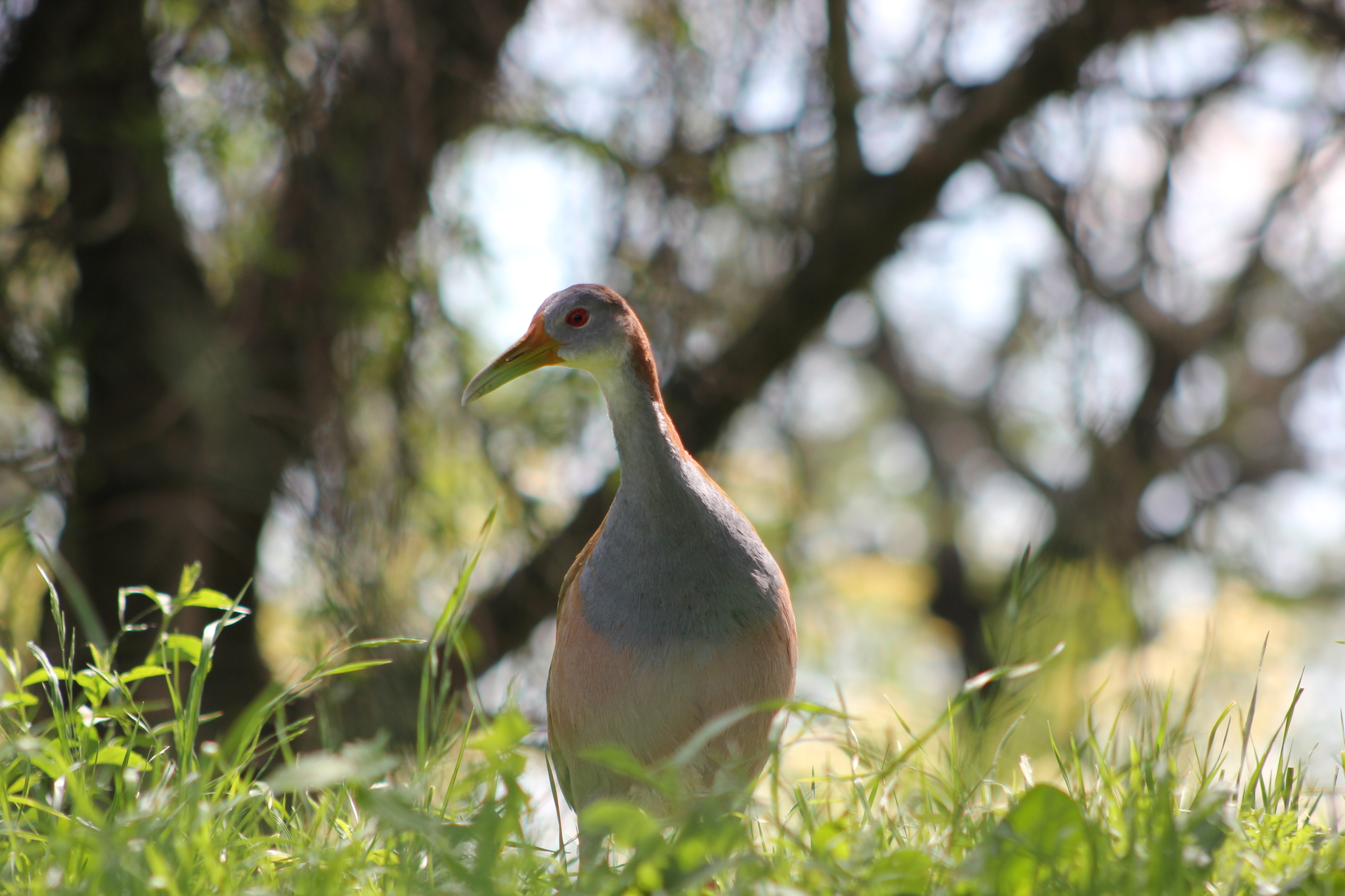 Giant Wood-Rail (Aramides ypecaha)