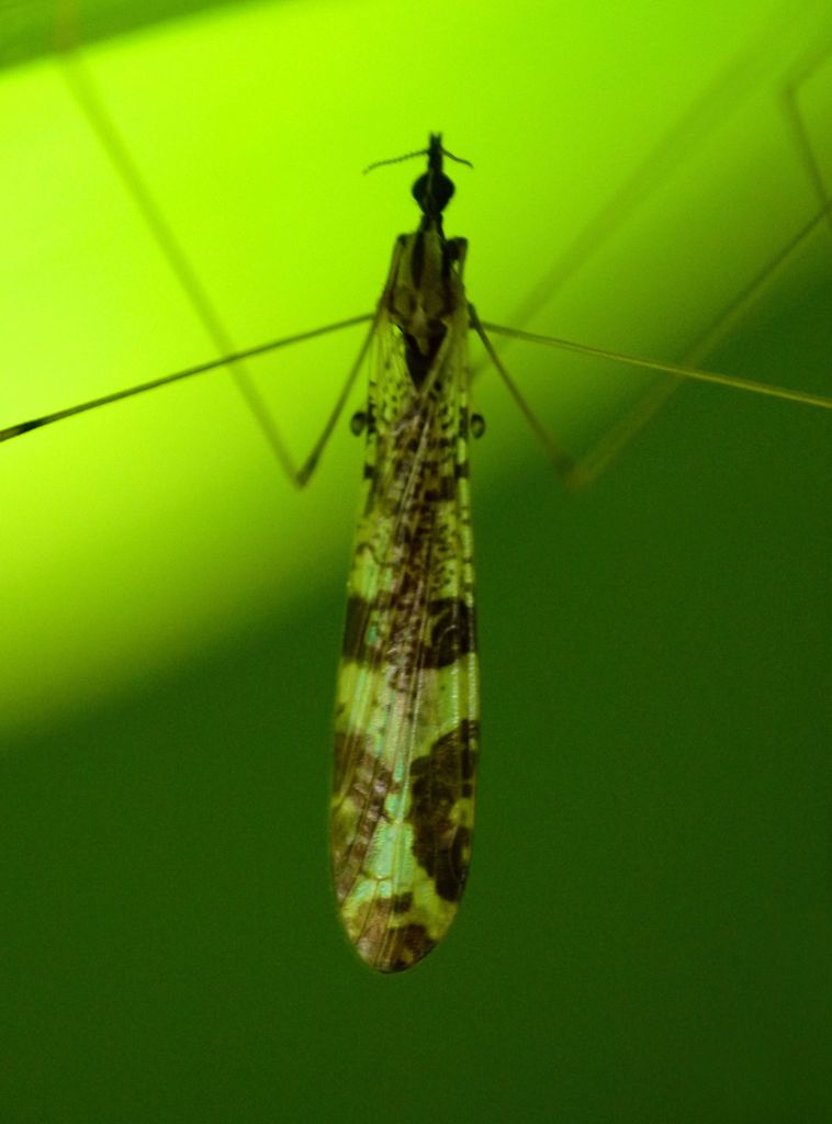 Discobola venustula