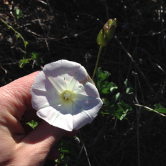 Calystegia macrostegia macrostegia